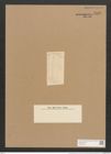 Homoeocladia subcohaerens Grun. (de-Toni-Nr.: Genus 48, Species 2190) Zeichnungen Sammlung Grunow Nr. 4585 (NHMW-BOT-W0372597)
